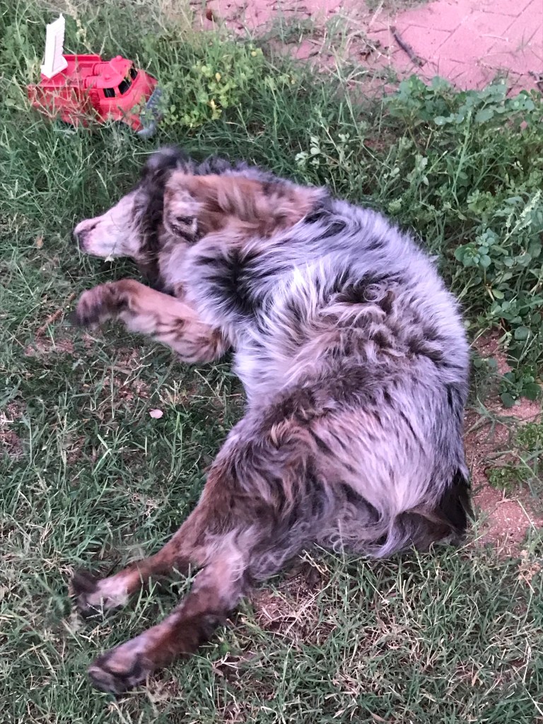 Abby (a furry Aussie / cattle dog mix) lies in the grass on her side enjoying a roll.