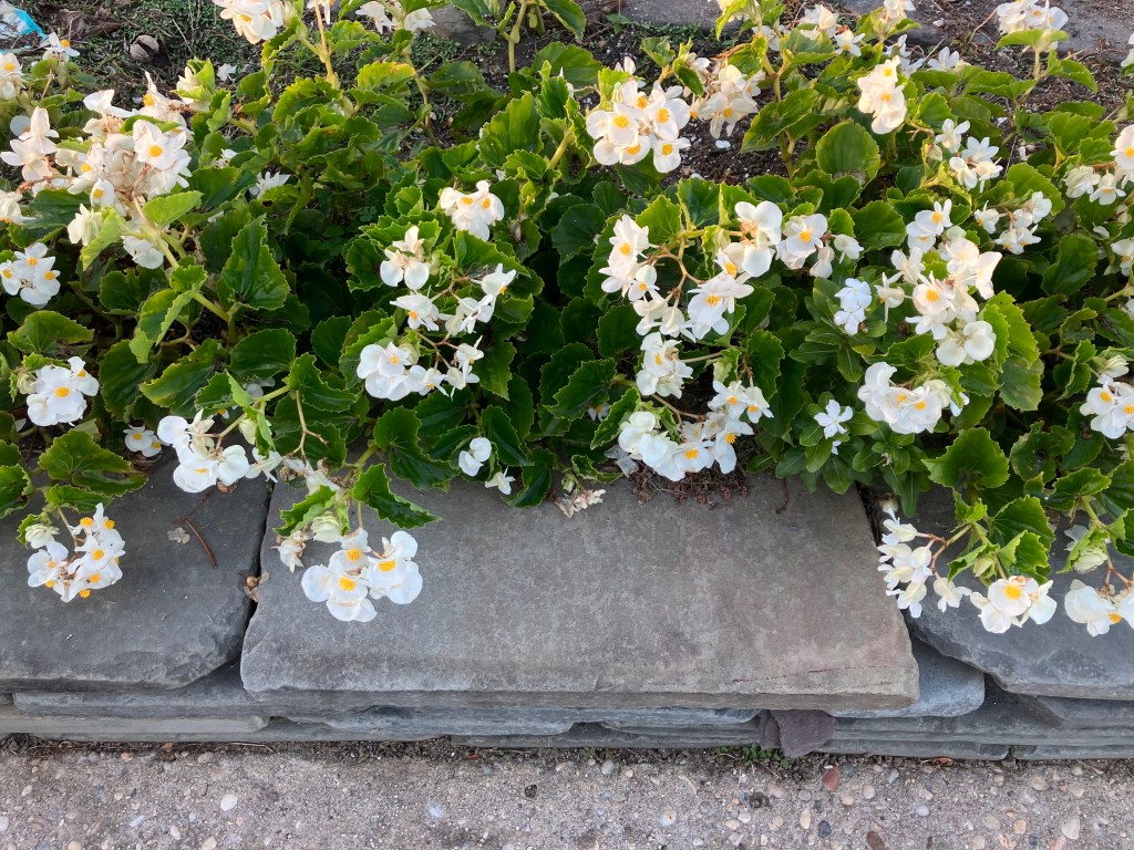 White flowering impatiens along the edge of a stone planter.