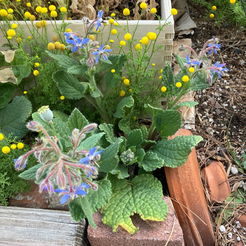 Projects update: shade cloth (and more)